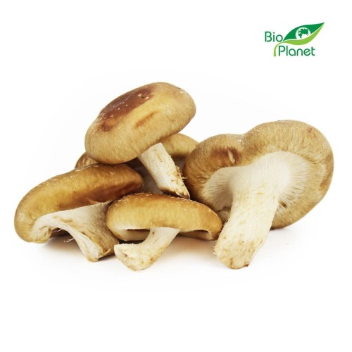 23183OPAKOWANIE ZBIORCZE (kg) - GRZYBY SHIITAKE ŚWIEŻE BIO (POLSKA) (około 1 kg)-1