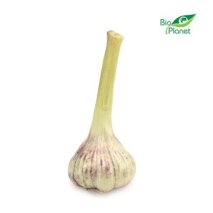 Czosnek świeży bio (polska) (około 150 g)