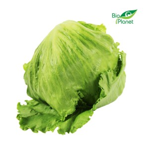 Sałata lodowa świeża bio polska - około 350g