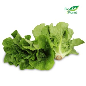 Sałata rzymska mini świeża bio (polska) (około 0,25 kg)