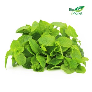 Mięta świeża bio polska - 50 g