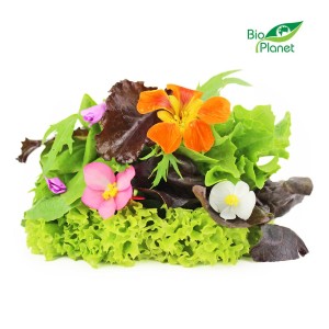 Mix sałat świeży bio (polska) (około 0,10 kg)