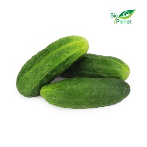 Ogórek gruntowy świeży bio (polska) (około 5 kg)