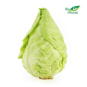 Kapusta szpiczasta świeża bio (około 0,30 kg)