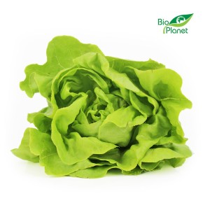 Sałata masłowa świeża bio polska - około 150g