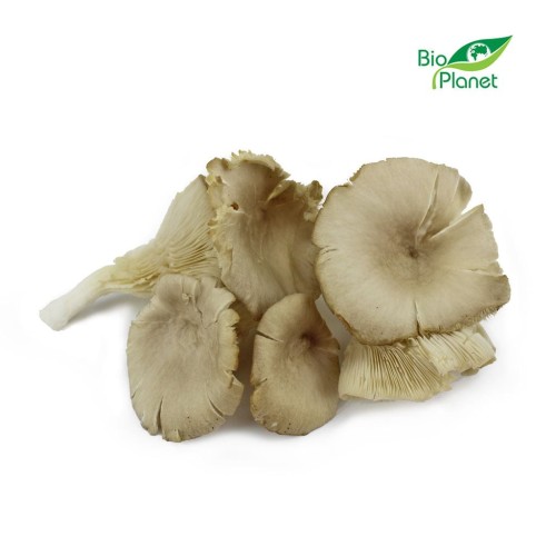 14255OPAKOWANIE ZBIORCZE (kg) - GRZYBY BOCZNIAKI ŚWIEŻE BIO (POLSKA) (około 2 kg)-1